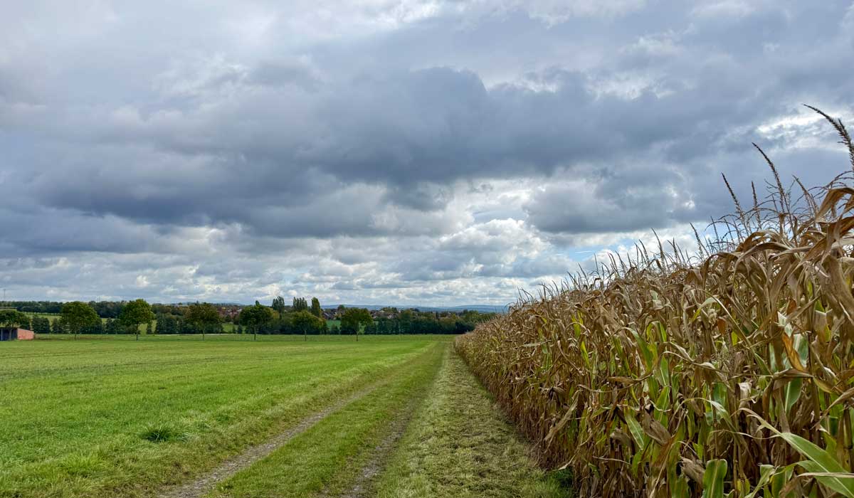 Laufen 11. Oktober 2026